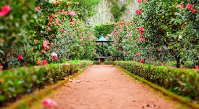 Central Park